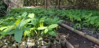 Healthy Cacao Seedlings from The Tropical Cacao Farm, Liberia - Lush green leaves and sturdy stems, ready for planting and cultivation. Forastero, Criollo, and Trinitario varieties available. Expertly nurtured for optimal growth and superior cacao quality. Order now to start your sustainable cacao-growing journey.