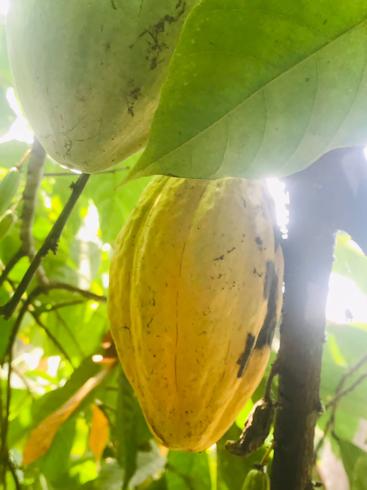 The Health Benefits of Cacao: A Comprehensive Look at the Science 