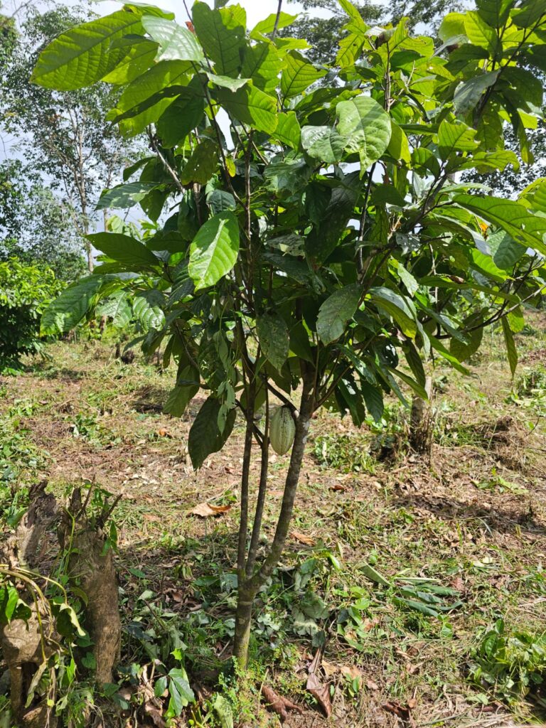 Cacao pods at various stages of growth on the tree.