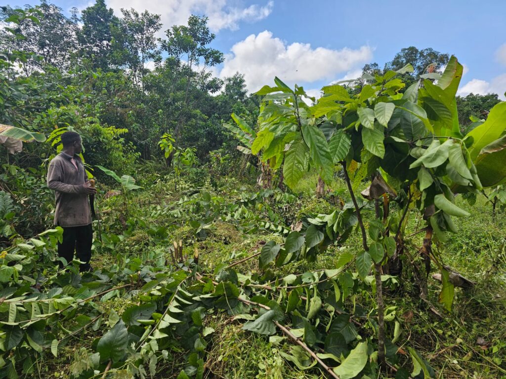 Farmer standing among cacao trees in Liberia.