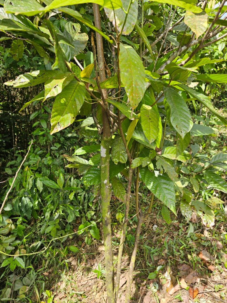 Mature cacao trees in the lush rainforests of Liberia at Tropical Cacao.